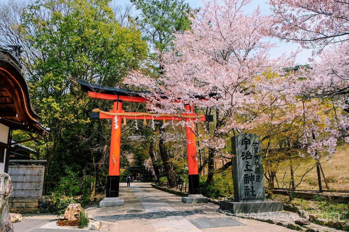 宇治上神社 鳥居と桜