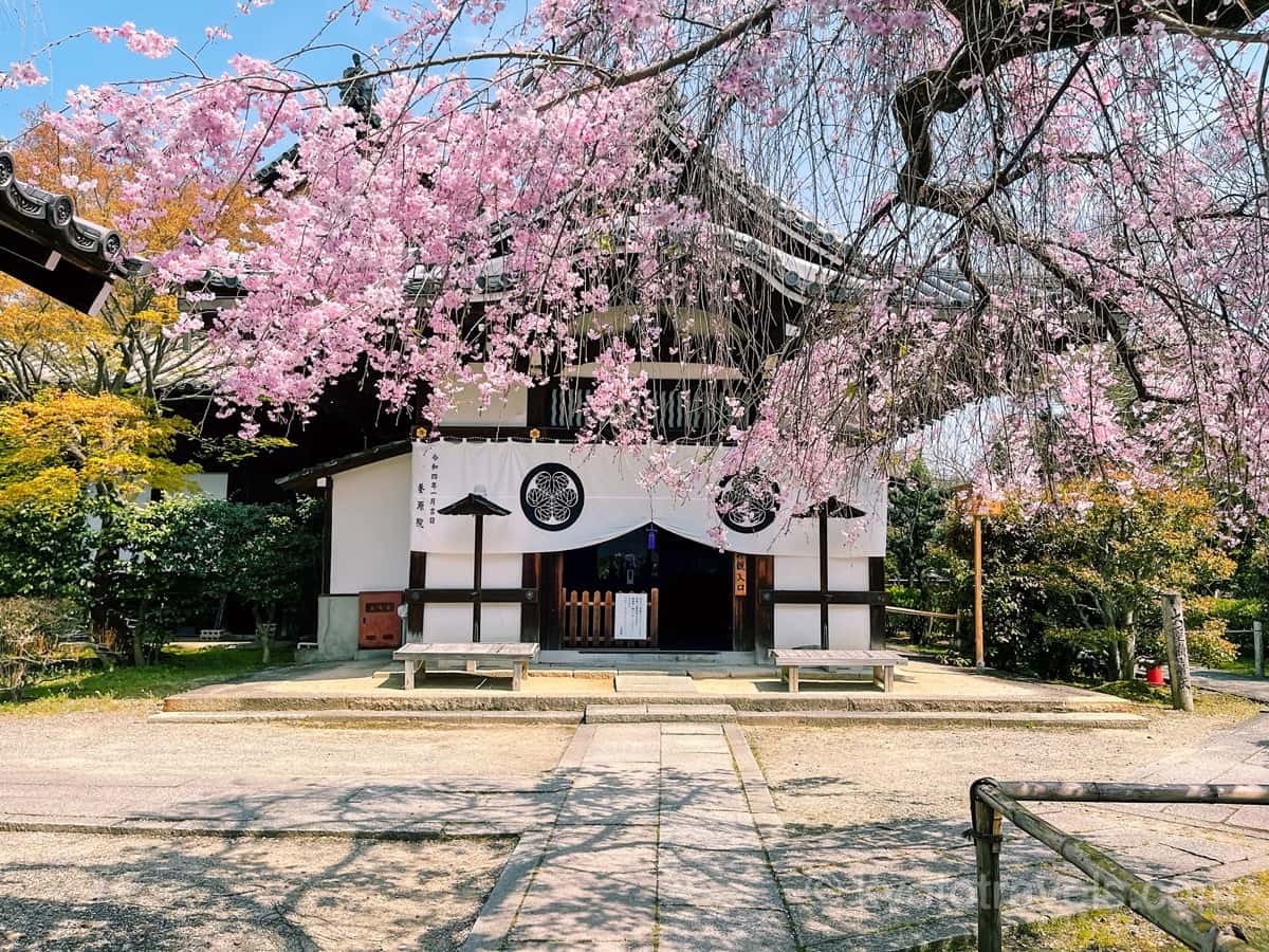 養源院 本堂と紅枝垂れ桜