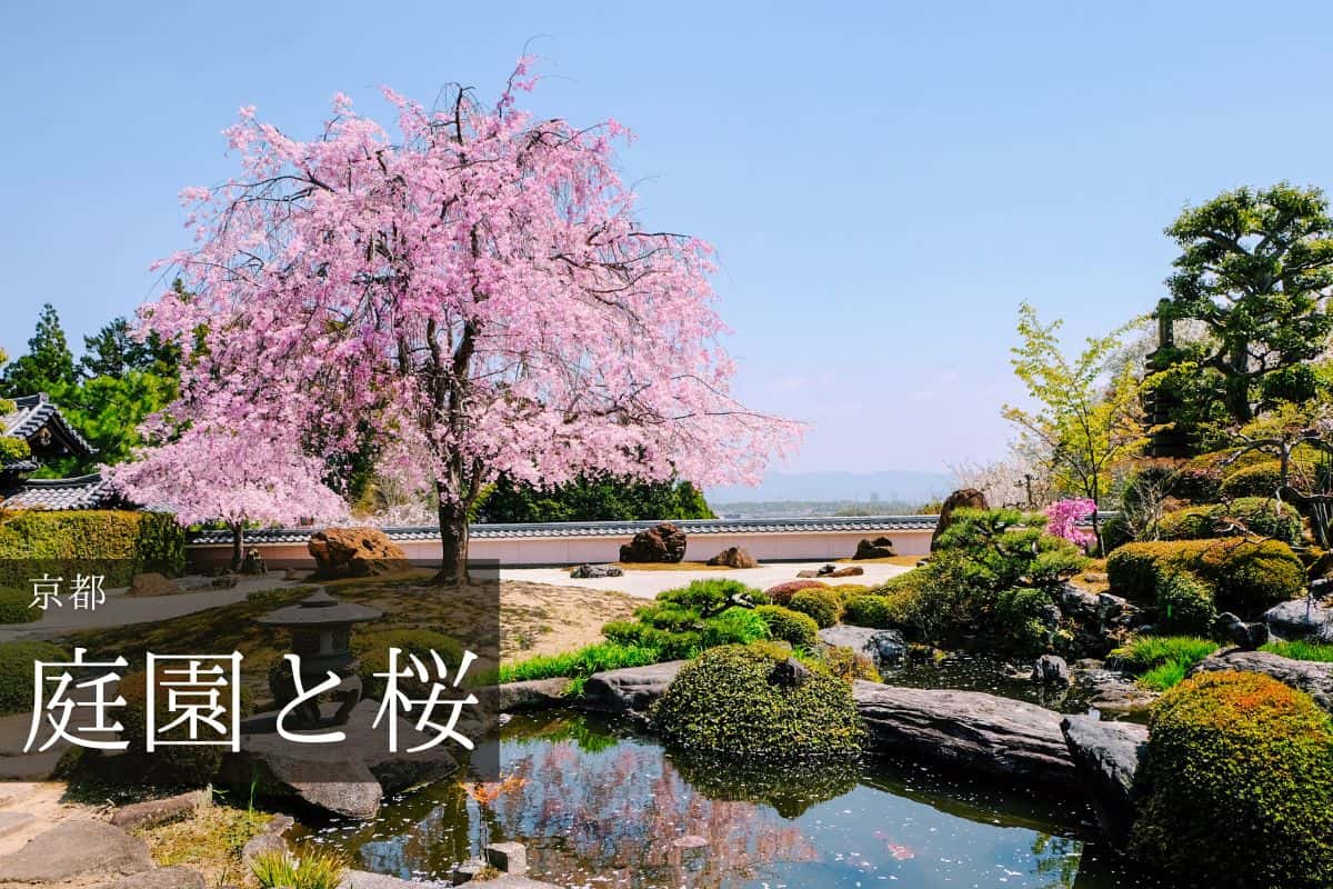正法寺の庭園と桜