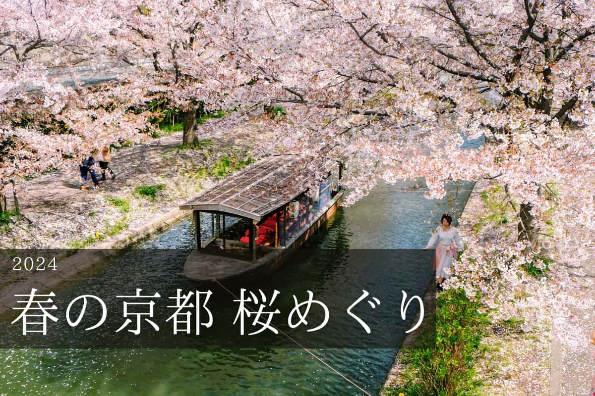 伏見桃山 十石船と桜